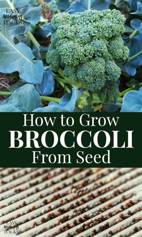 Magic infused green broccoli seeds